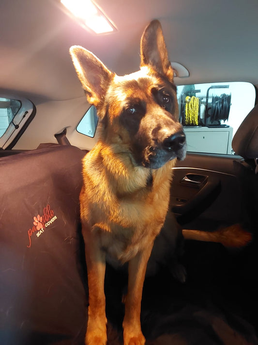 Dog on Pawsible Seat Cover, Protecting Seats from Dog Fur