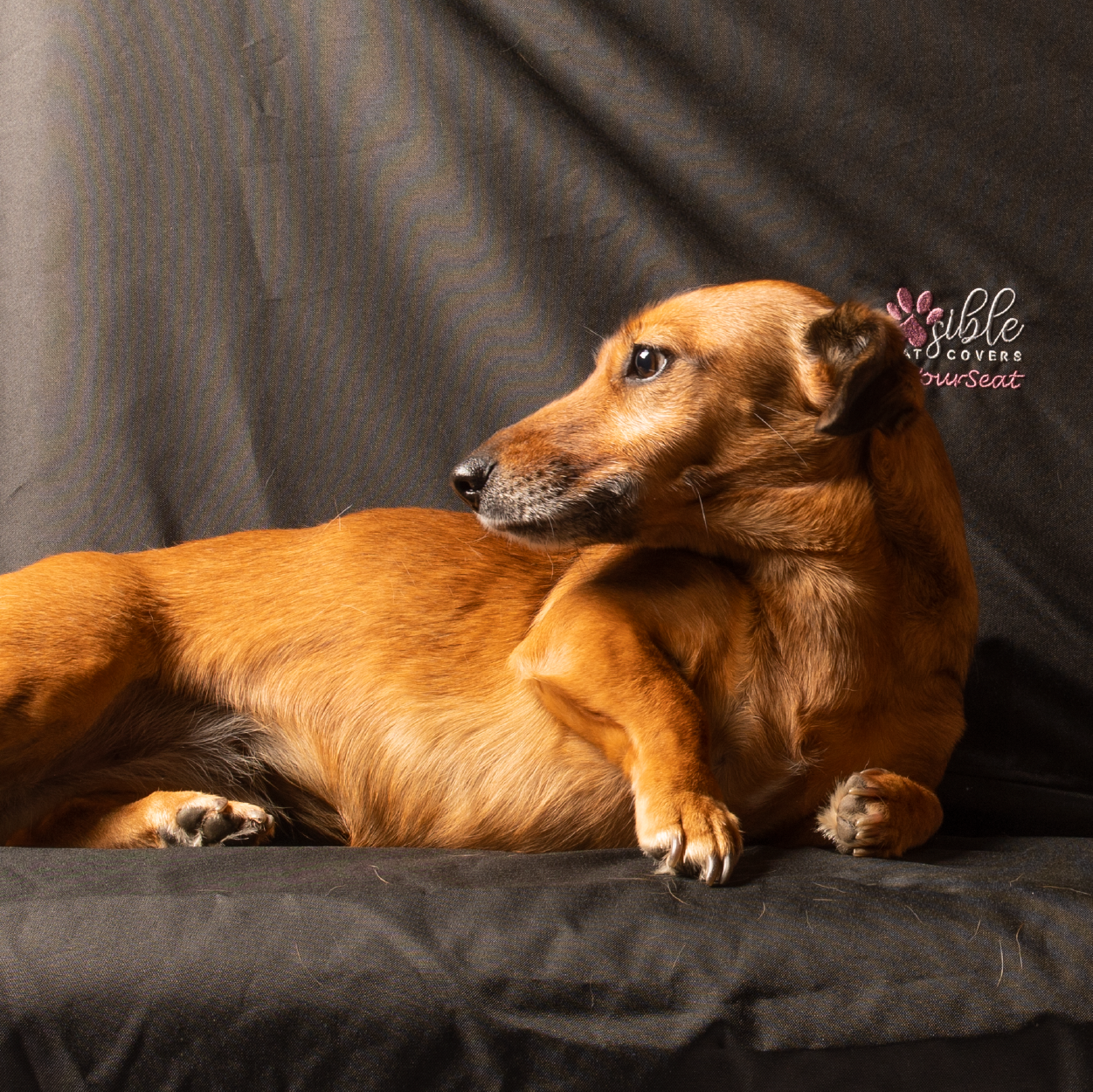 Pawsible Seat Cover Double