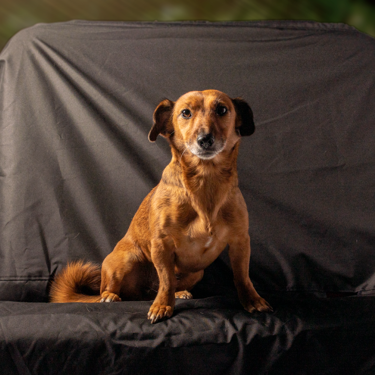 Pawsible Seat Cover Double